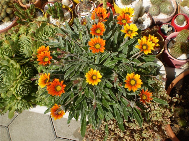 gazanija